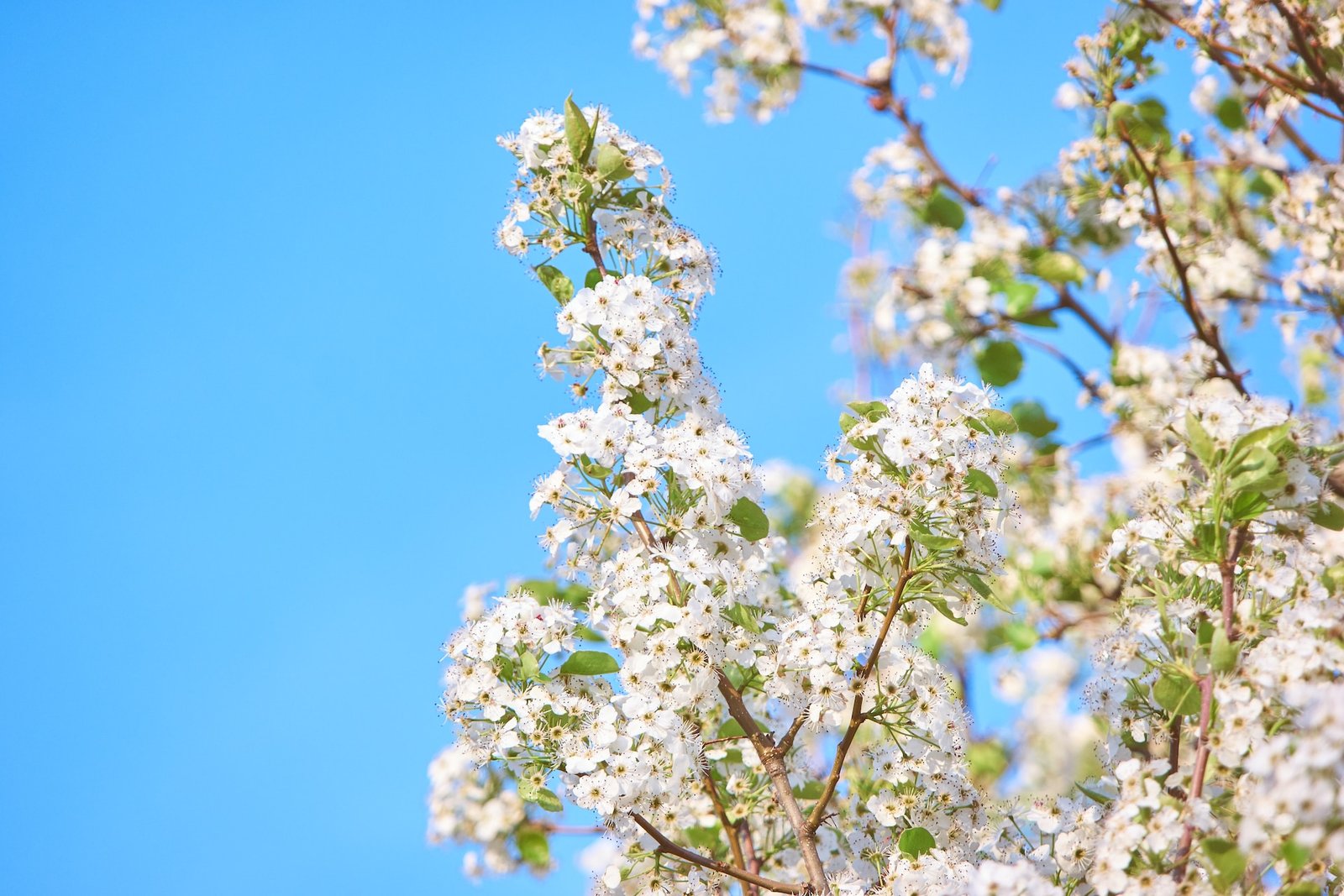 Events, Organizations, History, Types of Cherry trees