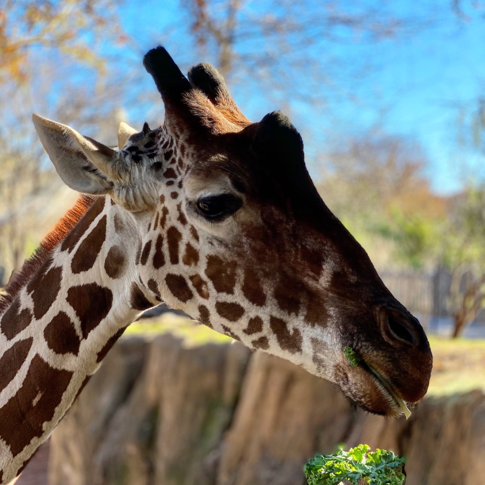 Dallas attractions, things to do in Dallas, best places to visit, Dallas landmarks, cultural activities, entertainment options, outdoor adventures, iconic sites, local experiences, traveler's guide, must-see places, city exploration, vibrant culture, memorable moments