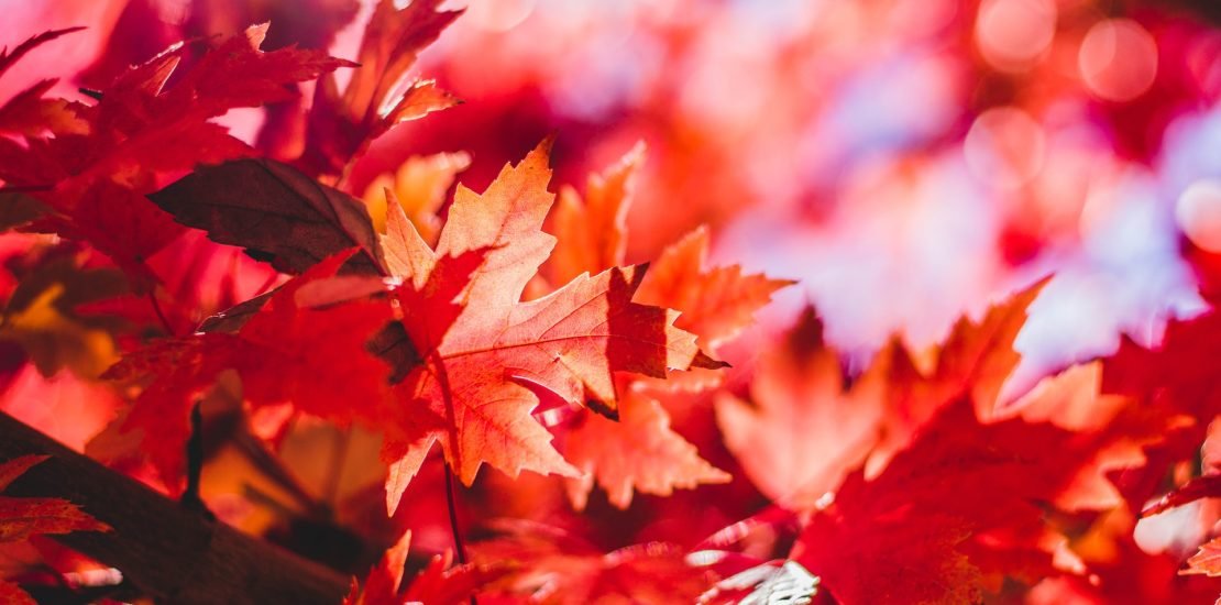 Dallas Fall Things to do Best Activities Attractions Festivals Pumpkin patches Cozy vibes Autumn Magical Enchanting Top 10 Season