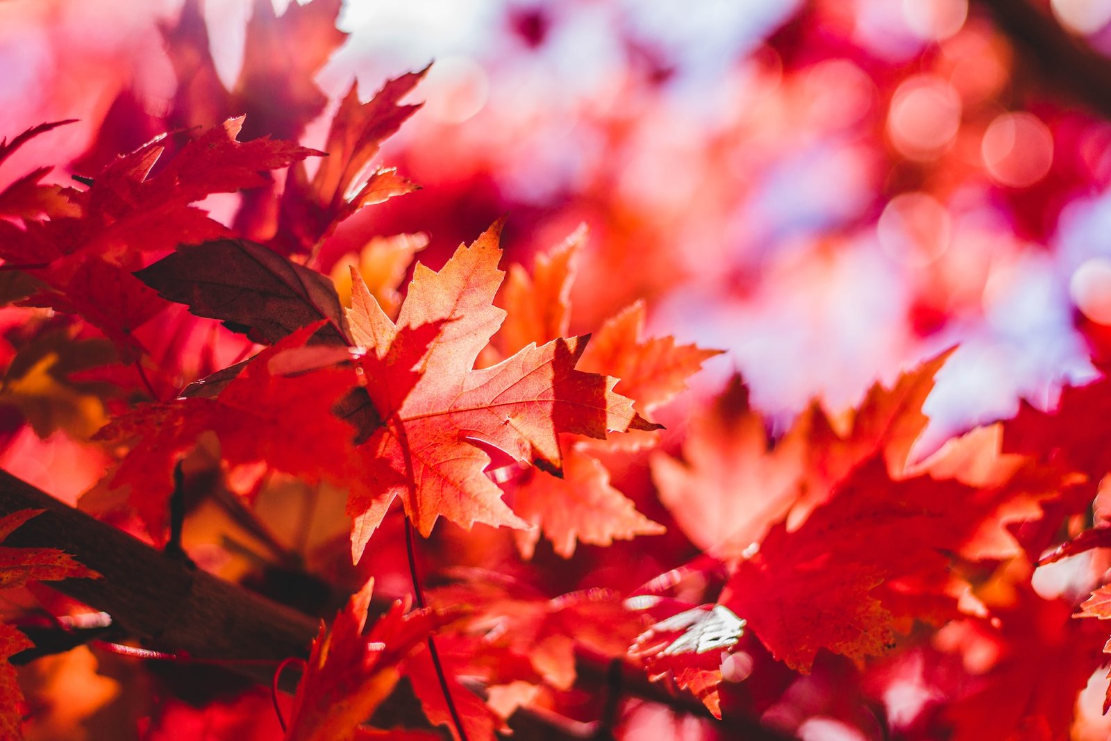 Dallas Fall Things to do Best Activities Attractions Festivals Pumpkin patches Cozy vibes Autumn Magical Enchanting Top 10 Season